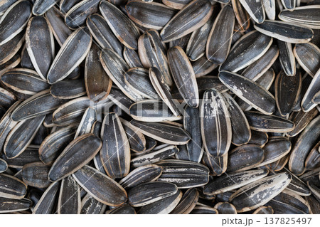 Closeup of salted sunflower seed composition and textures. Detailed imagery of warm roasted sunflower seeds with textured shells and salted coating for food styling Closeup of salted sunflower seed composition and textures. Detailed imagery of warm roasted sunflower seeds with textured shells and salted coating for food styling 137825497