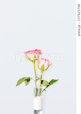 Pink roses placed in clear glass ampoule on soft light background with copy space Pink roses placed in clear glass ampoule on soft light background with copy space 137825786