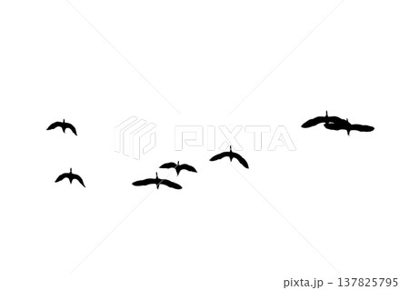 black silhouette flock of birds backlit Isolate on transparent background PNG file black silhouette flock of birds backlit Isolate on transparent background PNG file 137825795