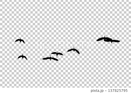 black silhouette flock of birds backlit Isolate on transparent background PNG file black silhouette flock of birds backlit Isolate on transparent background PNG file 137825795