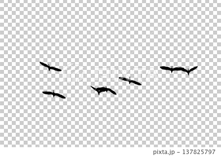 black silhouette flock of birds backlit  Isolate on transparent background PNG file 137825797