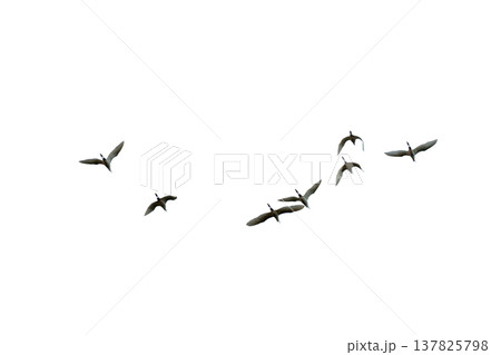 black silhouette flock of birds backlit Isolate on transparent background PNG file black silhouette flock of birds backlit Isolate on transparent background PNG file 137825798