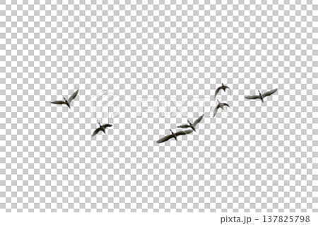 black silhouette flock of birds backlit  Isolate on transparent background PNG file 137825798
