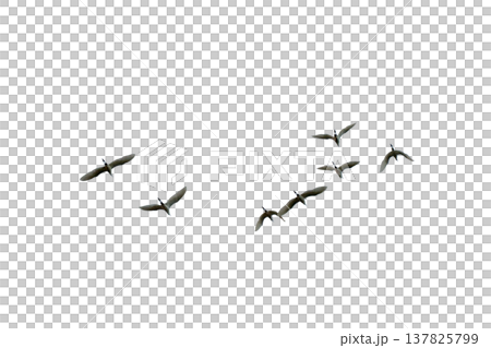 black silhouette flock of birds backlit Isolate on transparent background PNG file black silhouette flock of birds backlit Isolate on transparent background PNG file 137825799