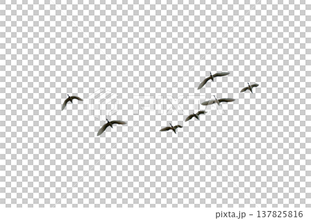 black silhouette flock of birds backlit  Isolate on transparent background PNG file 137825816