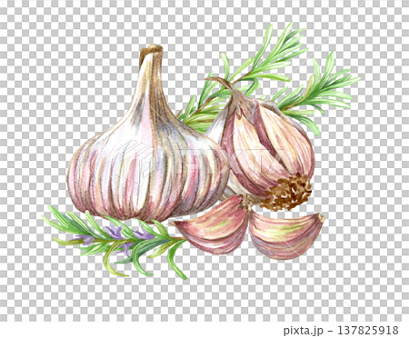 Watercolor realistic garlic. Set with cut garlic and clove of garlic. Hand drawn illustration isolated on white background Watercolor realistic garlic. Set with cut garlic and clove of garlic. Hand drawn illustration isolated on white background 137825918