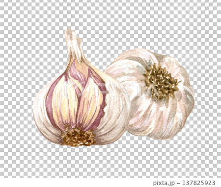 Watercolor realistic garlic. Set with cut garlic and clove of garlic. Hand drawn illustration isolated on white background 137825923