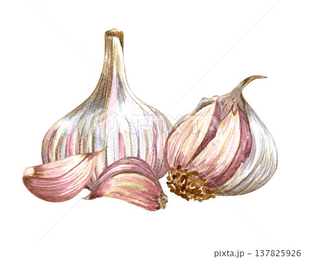 Watercolor realistic garlic. Set with cut garlic and clove of garlic. Hand drawn illustration isolated on white background 137825926