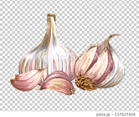 Watercolor realistic garlic. Set with cut garlic and clove of garlic. Hand drawn illustration isolated on white background 137825926