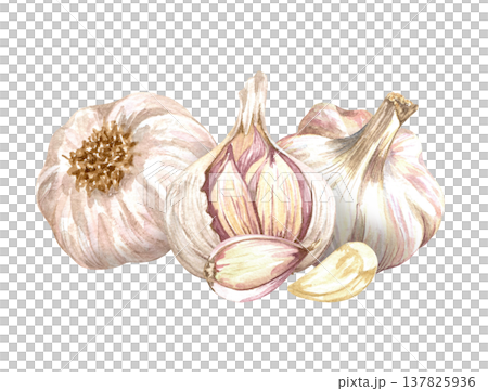 Watercolor realistic garlic. Set with cut garlic and clove of garlic. Hand drawn illustration isolated on white background Watercolor realistic garlic. Set with cut garlic and clove of garlic. Hand drawn illustration isolated on white background 137825936