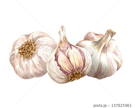Watercolor realistic garlic. Set with cut garlic and clove of garlic. Hand drawn illustration isolated on white background Watercolor realistic garlic. Set with cut garlic and clove of garlic. Hand drawn illustration isolated on white background 137825961