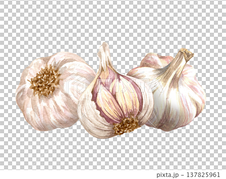 Watercolor realistic garlic. Set with cut garlic and clove of garlic. Hand drawn illustration isolated on white background Watercolor realistic garlic. Set with cut garlic and clove of garlic. Hand drawn illustration isolated on white background 137825961