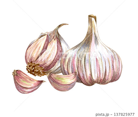 Watercolor realistic garlic. Set with cut garlic and clove of garlic. Hand drawn illustration isolated on white background 137825977