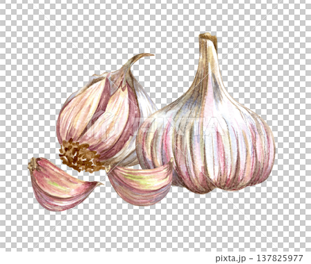 Watercolor realistic garlic. Set with cut garlic and clove of garlic. Hand drawn illustration isolated on white background Watercolor realistic garlic. Set with cut garlic and clove of garlic. Hand drawn illustration isolated on white background 137825977