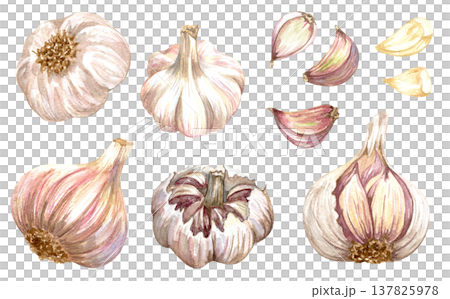 Watercolor realistic garlic. Set with cut garlic and clove of garlic. Hand drawn illustration isolated on white background 137825978