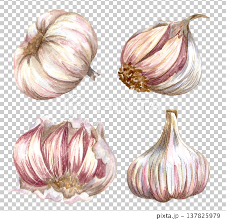 Watercolor realistic garlic. Set with cut garlic and clove of garlic. Hand drawn illustration isolated on white background Watercolor realistic garlic. Set with cut garlic and clove of garlic. Hand drawn illustration isolated on white background 137825979