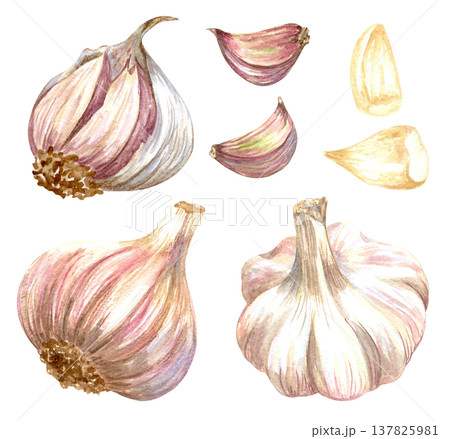 Watercolor realistic garlic. Set with cut garlic and clove of garlic. Hand drawn illustration isolated on white background 137825981