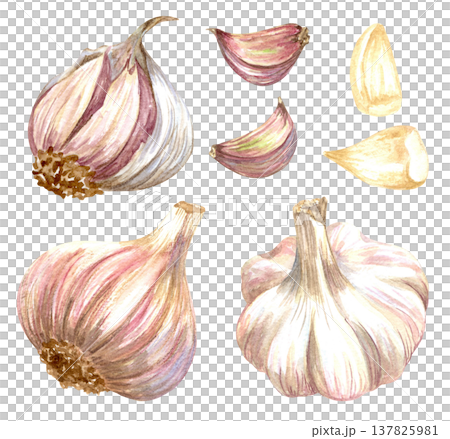 Watercolor realistic garlic. Set with cut garlic and clove of garlic. Hand drawn illustration isolated on white background 137825981