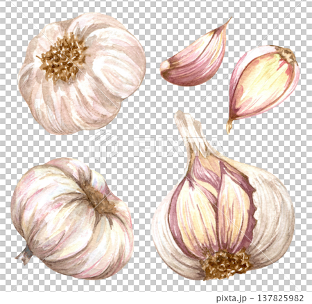 Watercolor realistic garlic. Set with cut garlic and clove of garlic. Hand drawn illustration isolated on white background Watercolor realistic garlic. Set with cut garlic and clove of garlic. Hand drawn illustration isolated on white background 137825982
