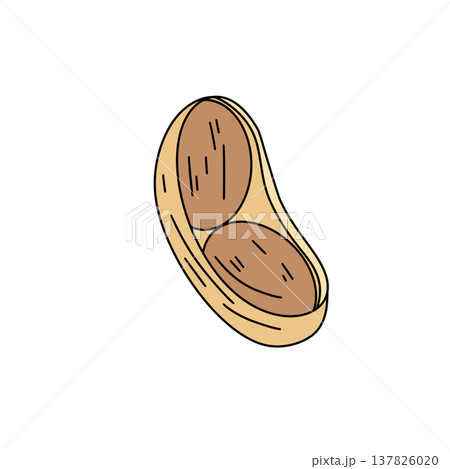 Hand-drawn peanut in its shell, split open Hand-drawn peanut in its shell, split open 137826020