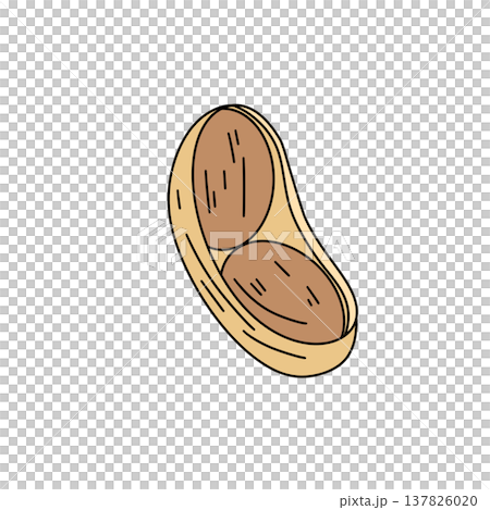 Hand-drawn peanut in its shell, split open Hand-drawn peanut in its shell, split open 137826020