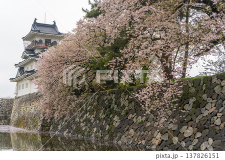 桜と堀に映る富山城の春の風景(富山県 日本) 桜と堀に映る富山城の春の風景(富山県 日本) 137826151