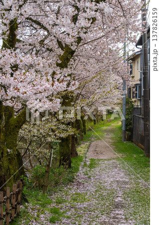 高岡古城公園の桜並木と花びらが敷き詰められた春の小道(富山県 高岡市) 高岡古城公園の桜並木と花びらが敷き詰められた春の小道(富山県 高岡市) 137826159