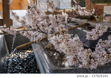 射水神社の手水舎と桜の花、春の神社風景（富山県 高岡市） 137826162