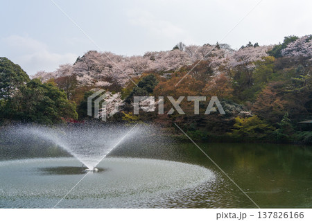 高岡古城公園の池と噴水、桜に囲まれた春の風景(富山県 高岡市) 高岡古城公園の池と噴水、桜に囲まれた春の風景(富山県 高岡市) 137826166