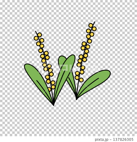 Bright yellow buds line green stems Bright yellow buds line green stems 137826305