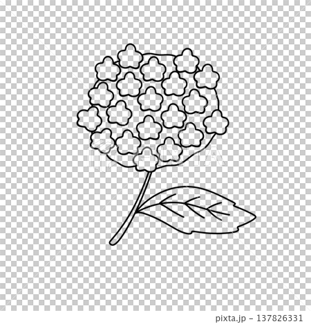 Simple line drawing of a hydrangea bloom 137826331