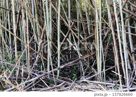放置され荒れ果てた竹林 137826660