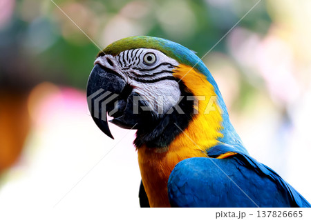 Close up head the Blue macaw parrot bird in garden Close up head the Blue macaw parrot bird in garden 137826665
