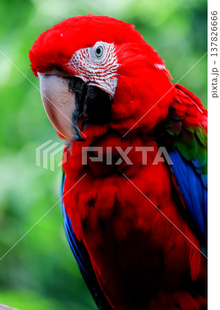 Close up head the red macaw parrot bird in garden Close up head the red macaw parrot bird in garden 137826666