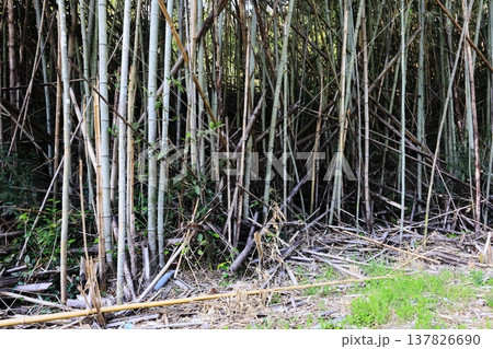 放置され荒れ果てた竹林 137826690