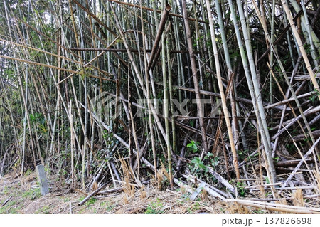 放置され荒れ果てた竹林 137826698