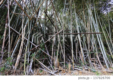 放置され荒れ果てた竹林 137826700