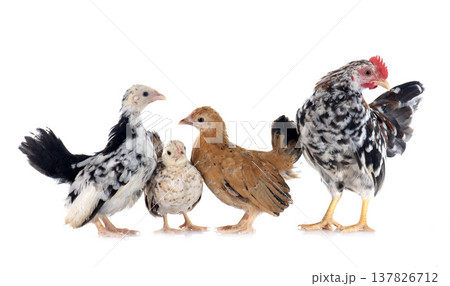 serama chickens serama chickens 137826712
