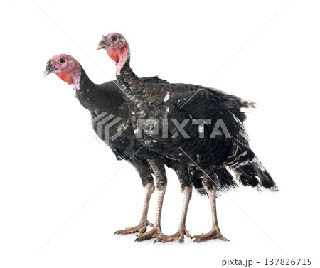 turkey isolated on white turkey isolated on white 137826715