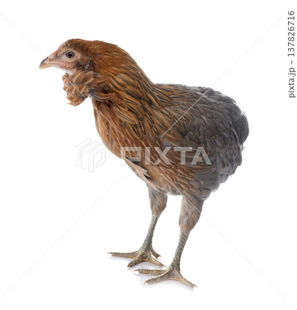 gray araucana chicken 137826716