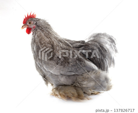 grey Pekin rooster 137826717