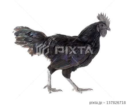rooster ayam cemani rooster ayam cemani 137826718