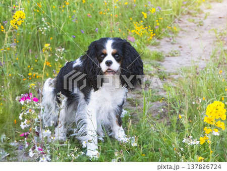 cavalier king charles cavalier king charles 137826724