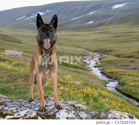malinois in studio 137826728