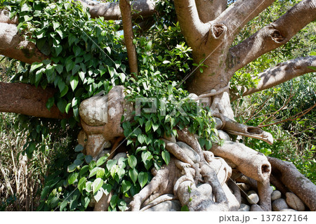 高知県土佐清水市　石抱きアコウ 137827164