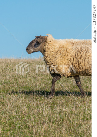 Single sheep standing on pasture Single sheep standing on pasture 137827247