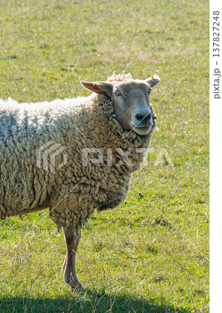 Single sheep standing on pasture Single sheep standing on pasture 137827248