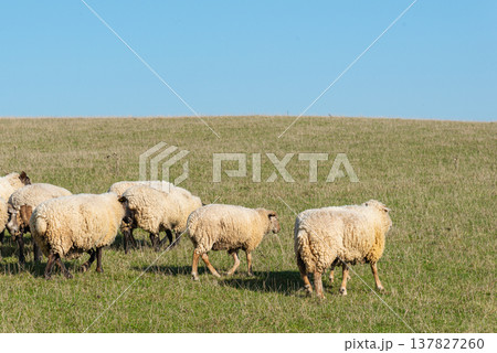 Herd of sheep grazing on pasture 137827260