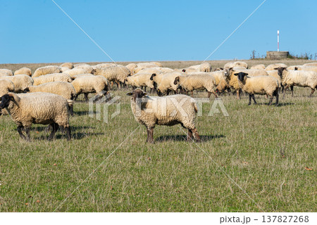 Herd of sheep grazing on pasture Herd of sheep grazing on pasture 137827268