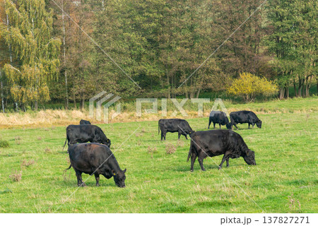A herd of black cattle on green outdoor pasture 137827271